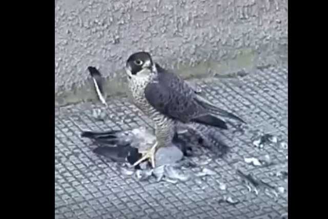 Bari, falco pellegrino atterra in via Giulio Petroni e si divora un colombo: il video